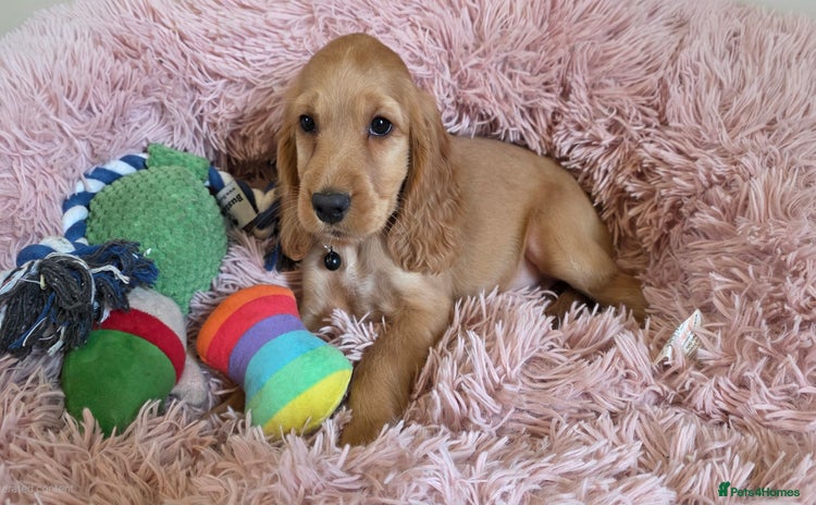 Cocker Spaniel dogs - Advert 2