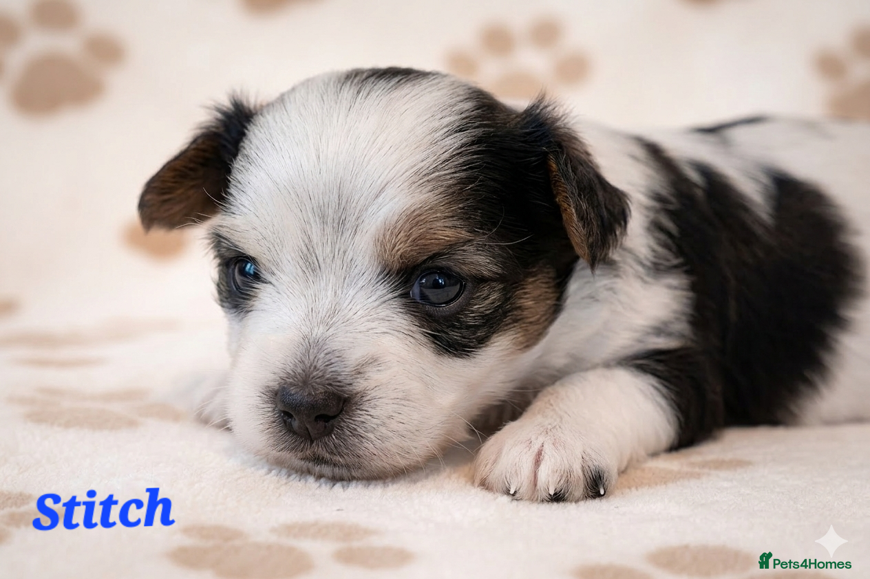 Yorkshire Terrier dogs Beautiful Biewer Terrier 🥰 - Advert 13