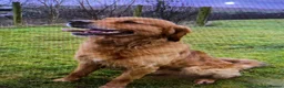 Golden Retriever dogs for sale: KC REGISTERED GOLDEN RETRIEVER PUPPIES - Advert 2