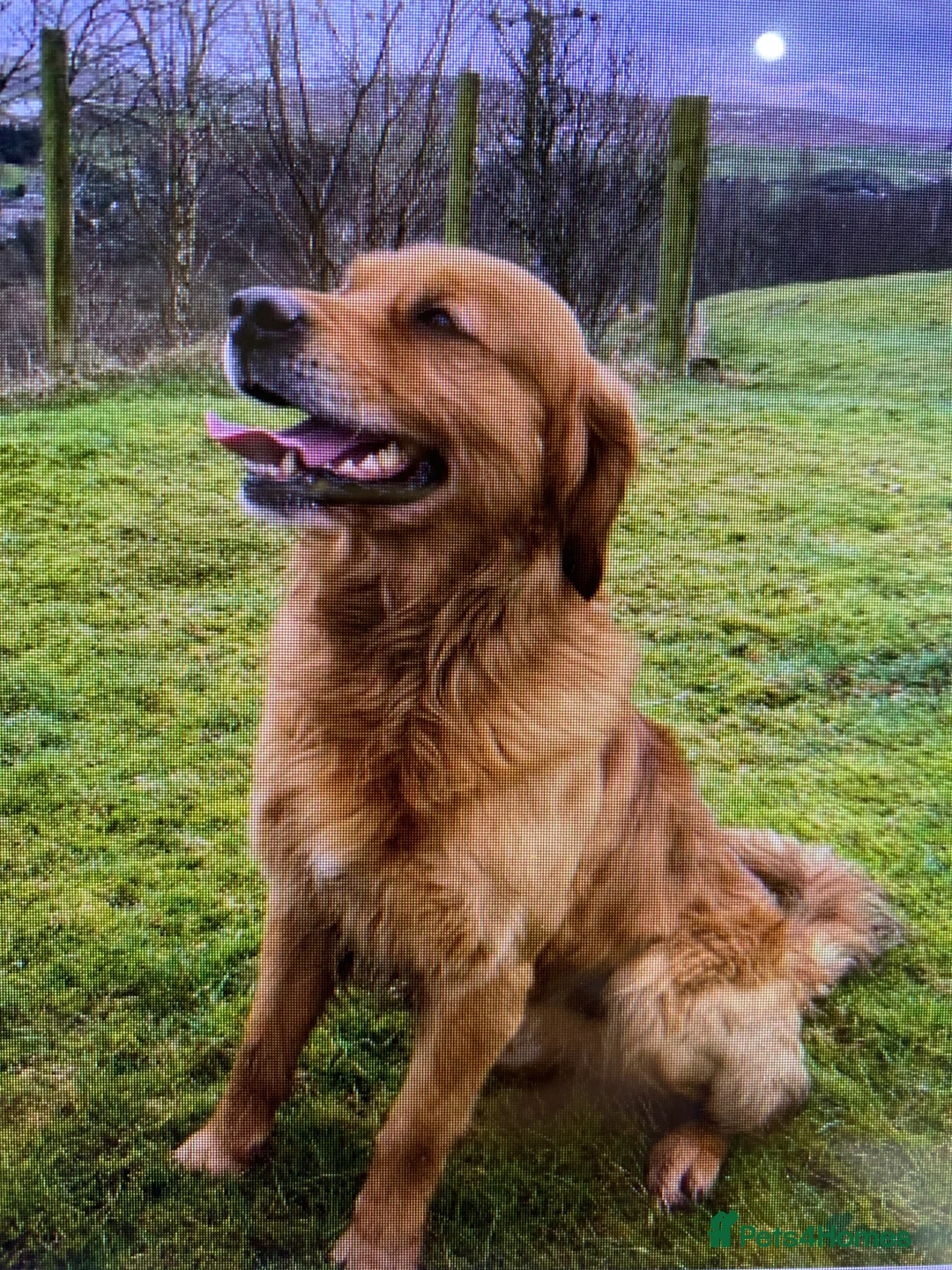 Golden Retriever dogs for sale: KC REGISTERED GOLDEN RETRIEVER PUPPIES - Advert 2