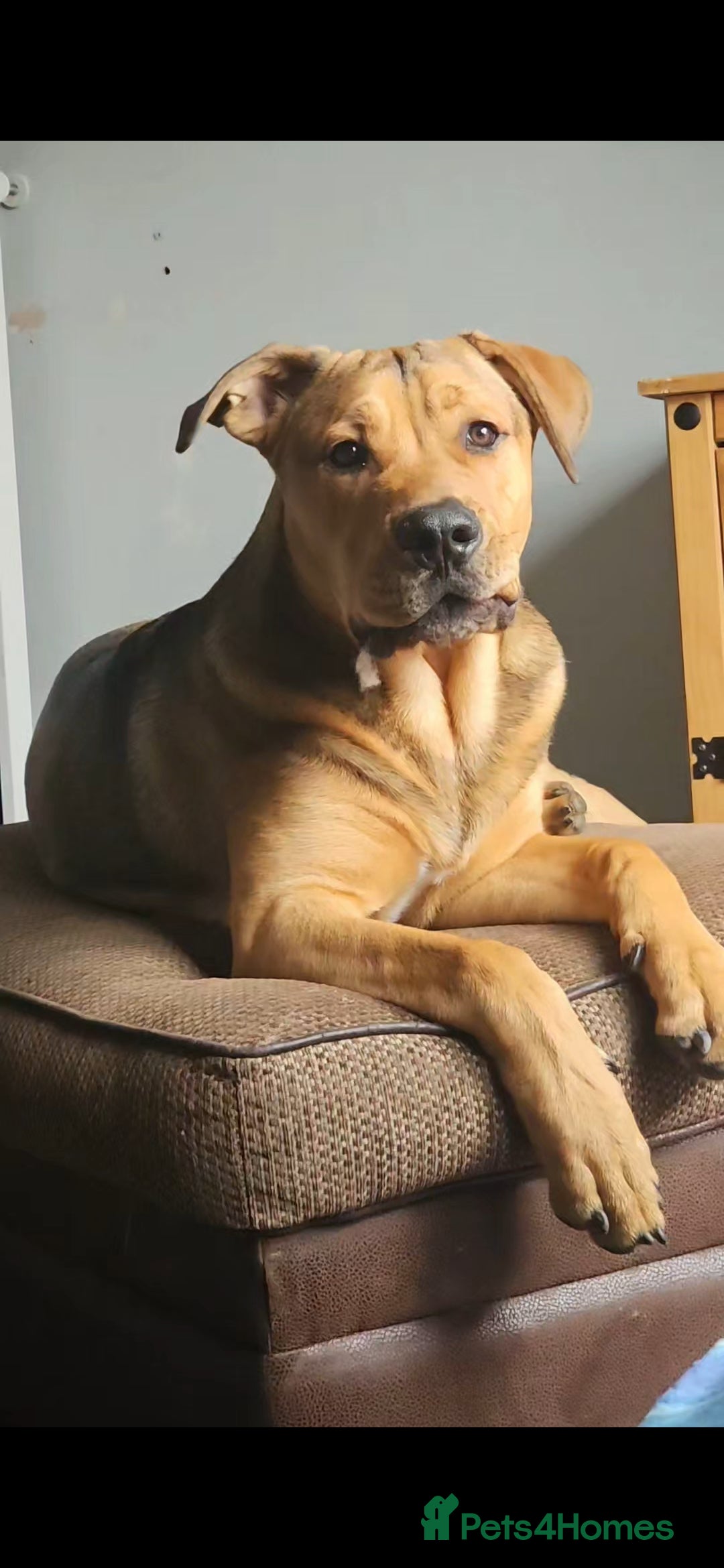 Mixed Breed dogs Male bullmastiff  - Advert 5