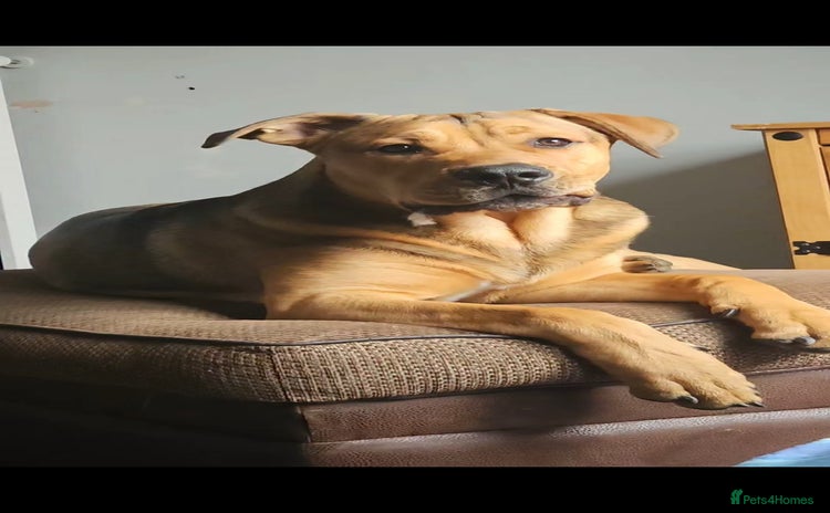 Mixed Breed dogs - Advert 1