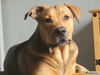 Mixed Breed dogs Male bullmastiff - Advert 6