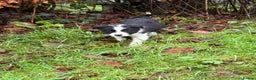 Border Collie dogs for sale: ISDS Border Collie Pups - Advert 16