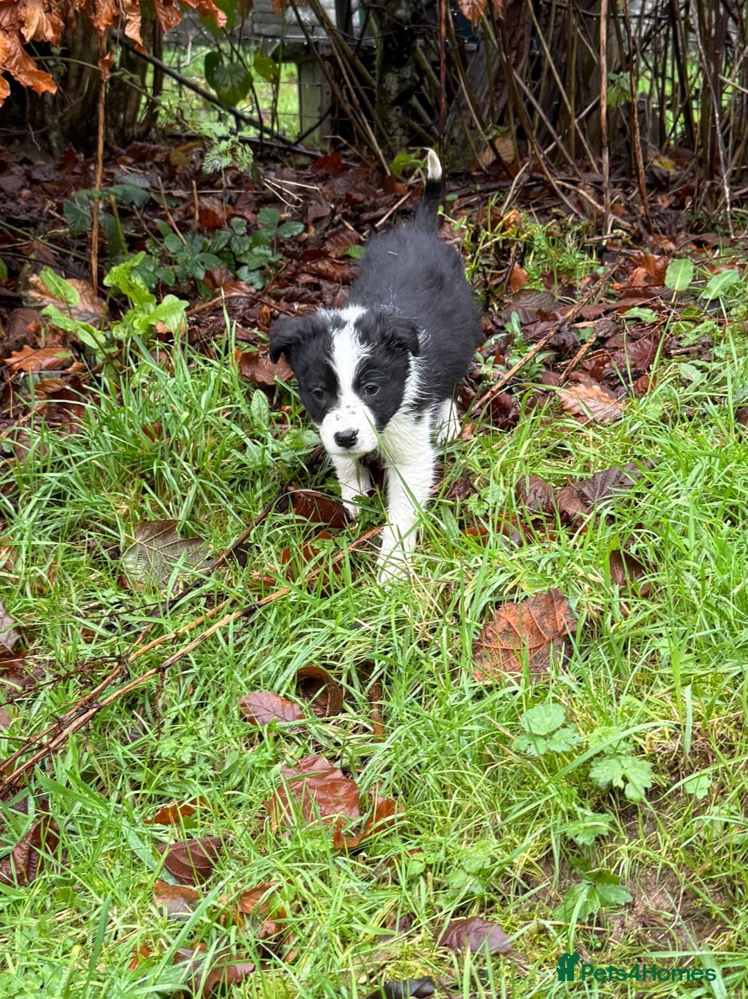Border Collie dogs for sale: ISDS Border Collie Pups - Advert 16