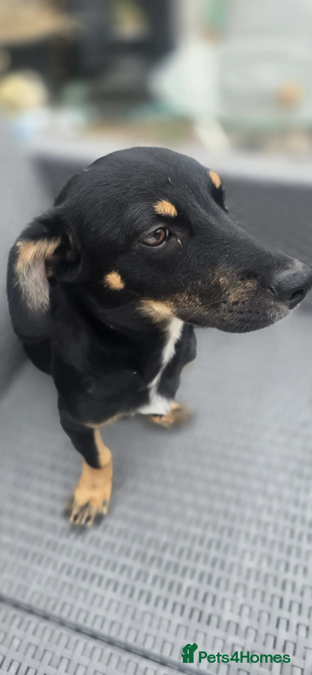 Mixed Breed dogs for adoption: Binou 💙 in Dorchester - Advert 2