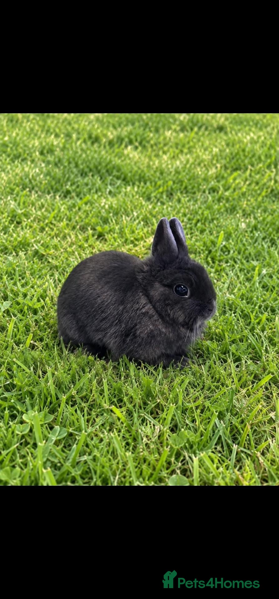 Netherland Dwarf rabbits Blue Netherland Dwarf Doe - Advert 17
