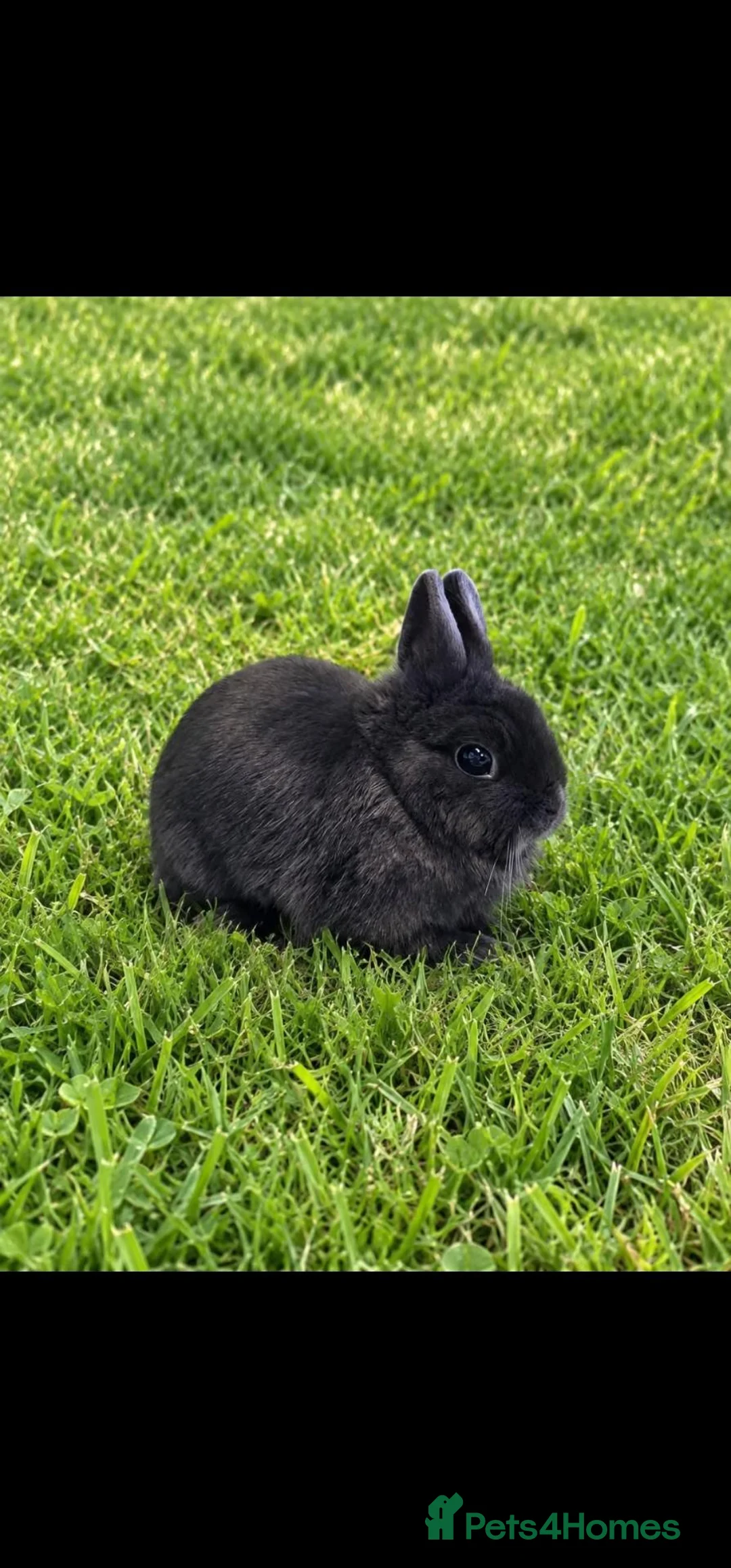 Netherland Dwarf rabbits for sale: Blue Netherland Dwarf Doe - Advert 1