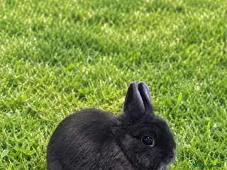 Netherland Dwarf rabbits Blue Netherland Dwarf Doe - Advert 17