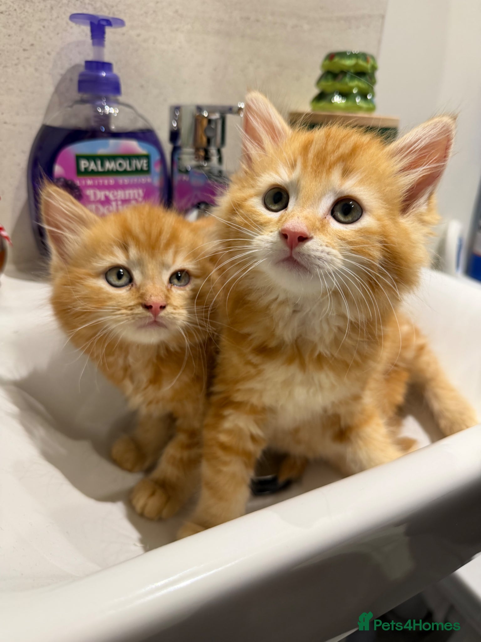 Mixed Breed cats Two beautiful ginger kittens ready for new homes  - Advert 1