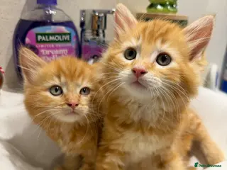 Mixed Breed cats Two beautiful ginger kittens ready for new homes - Advert 1
