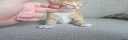 Mixed Breed cats for sale: 3 ginger kittens - Advert 3