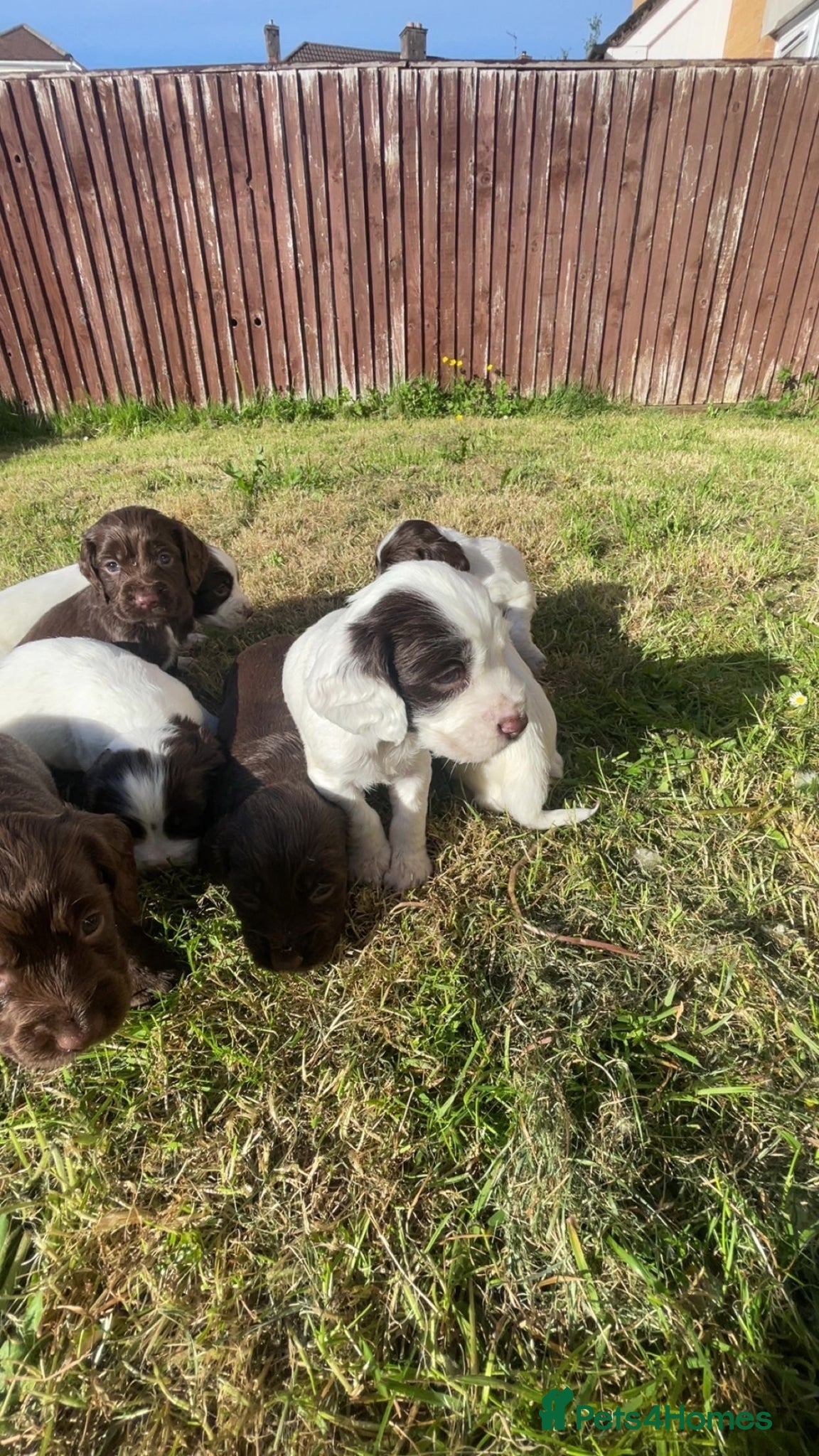 Sprocker dogs for sale: Sprocker Puppies  - Advert 1