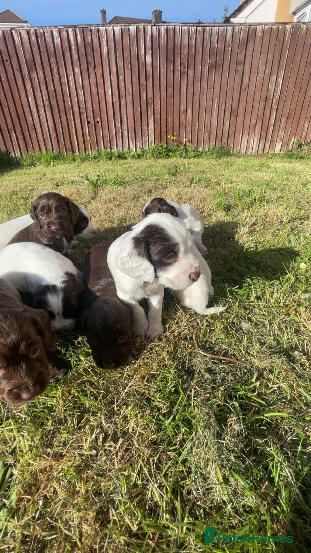 Sprocker dogs for sale: Sprocker Puppies  - Advert 1