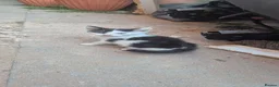 Mixed Breed cats for sale: 3 kittens in need of a lovely home - Advert 3
