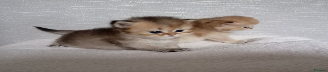 Juan