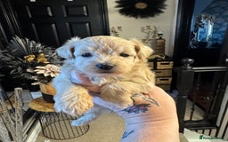Maltipoo dogs for sale: TEDDY BEAR MALTIPOO PUPPIES  - Image 16