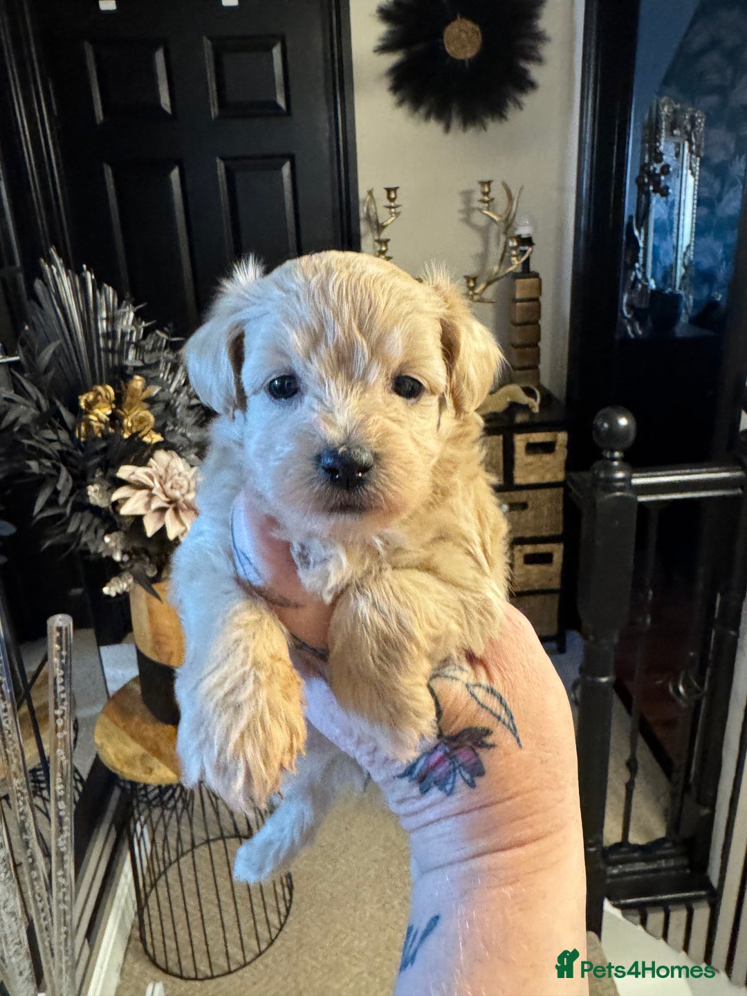 Maltipoo dogs for sale: TEDDY BEAR MALTIPOO PUPPIES  - Image 16