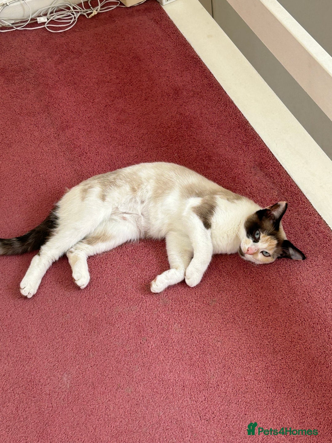 Ragdoll cats for sale: Blue eyed female ragdoll  - Advert 4