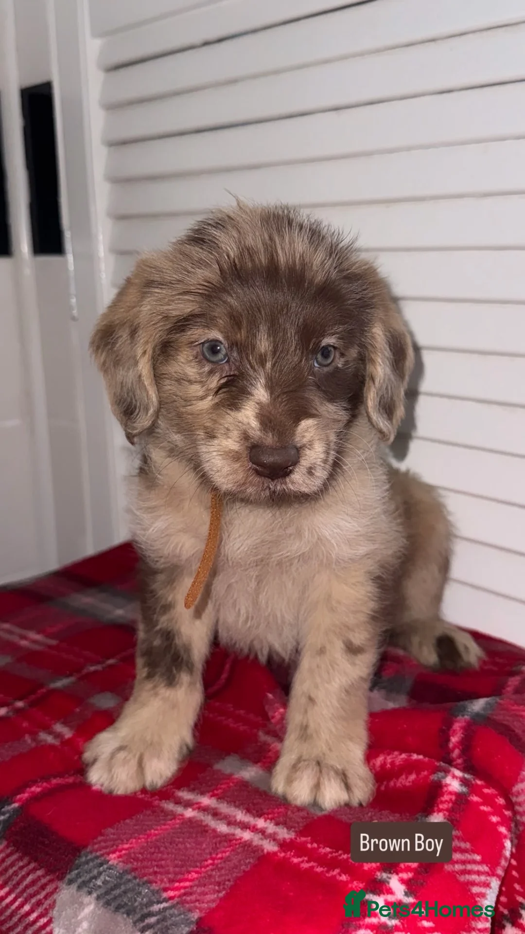 Labradoodle dogs for sale: Miniature Labradoodle Puppies  - Advert 2