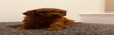Cavapoo 4