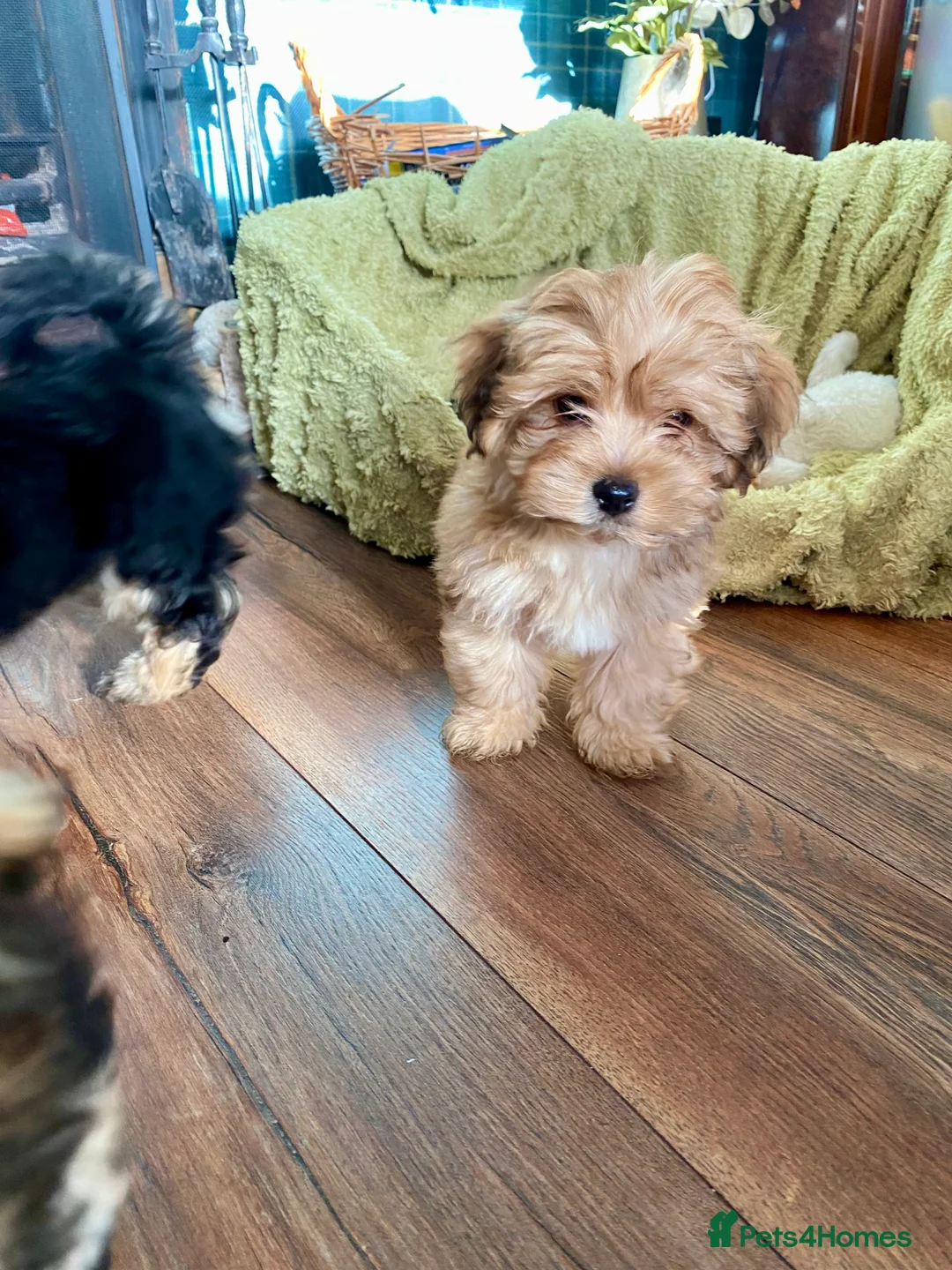 Morkie dogs for sale: Morkie puppies  - Advert 11