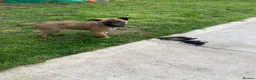 Mixed Breed dogs for sale: German Shepard cross Belgium malli - Advert 6
