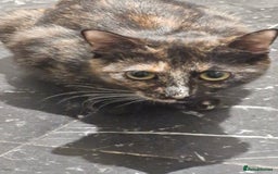 Mixed Breed cats for sale: Kittens - Image 1