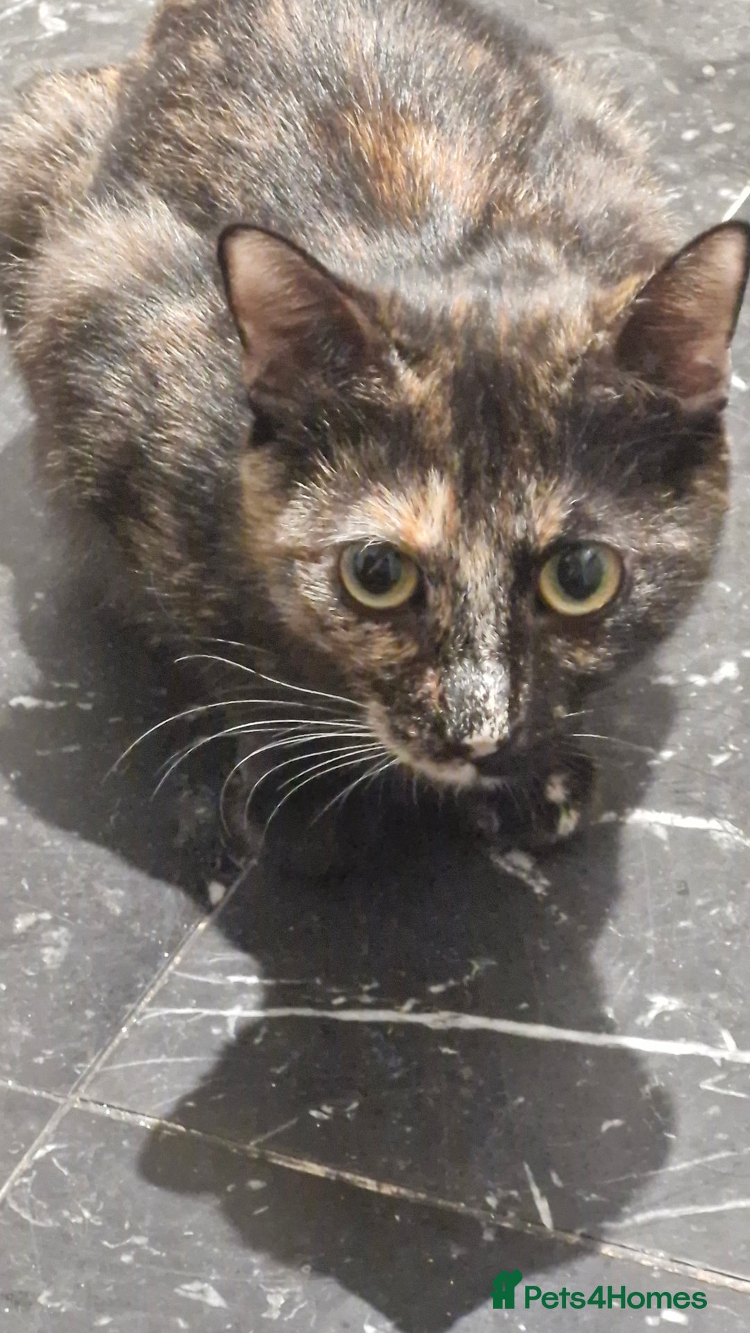 Mixed Breed cats for sale: Kittens - Image 1