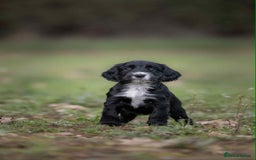 Cocker Spaniel dogs for sale: Litter of beautiful KC registered working cockers - Image 7