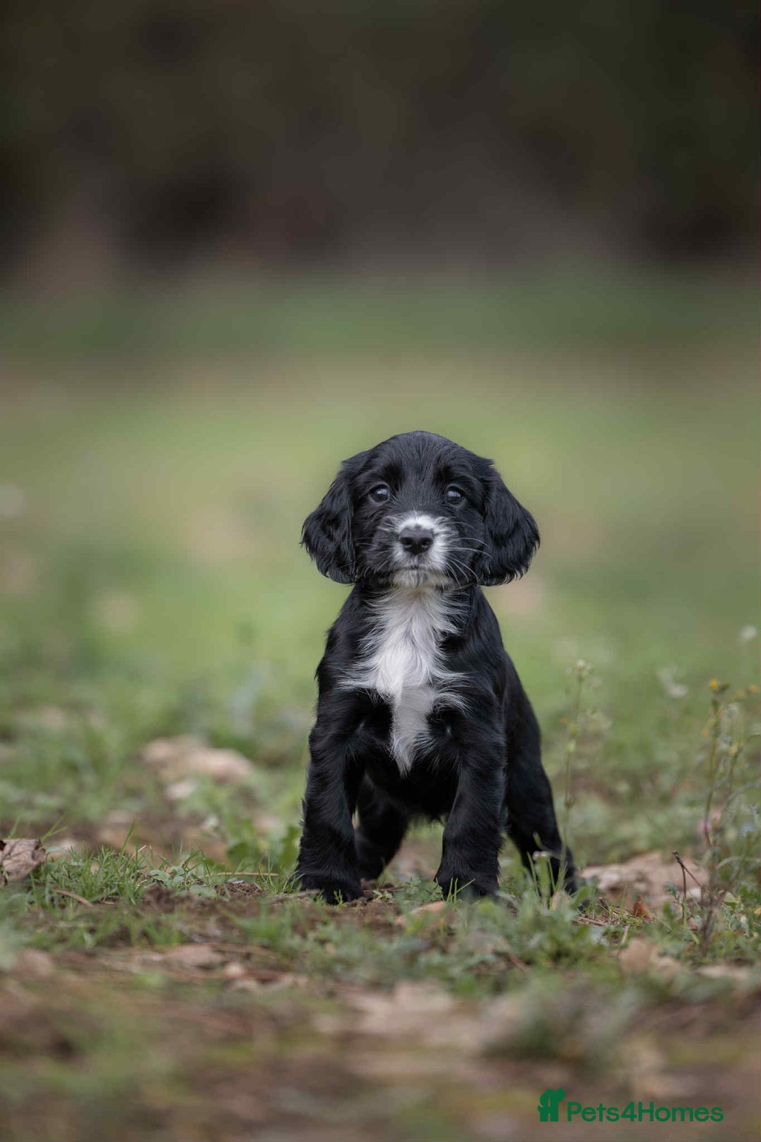 Cocker Spaniel dogs for sale: Litter of beautiful KC registered working cockers - Image 7