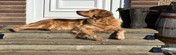 Golden Retriever dogs for sale: KC Golden Retriever Puppies - Advert 23