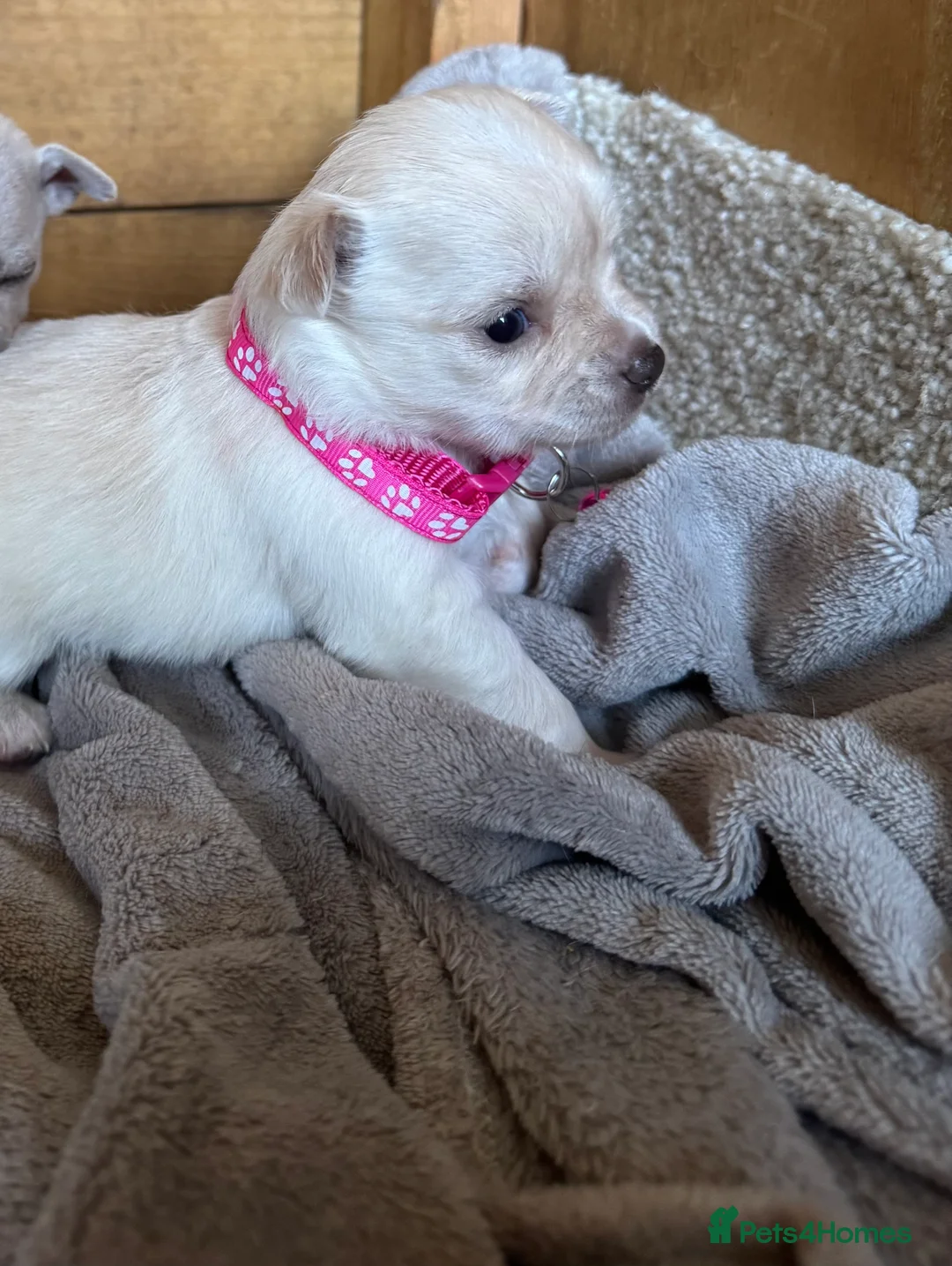 Chihuahua dogs for sale: 🐾Adorable chihuahua puppys ready!! - Advert 2