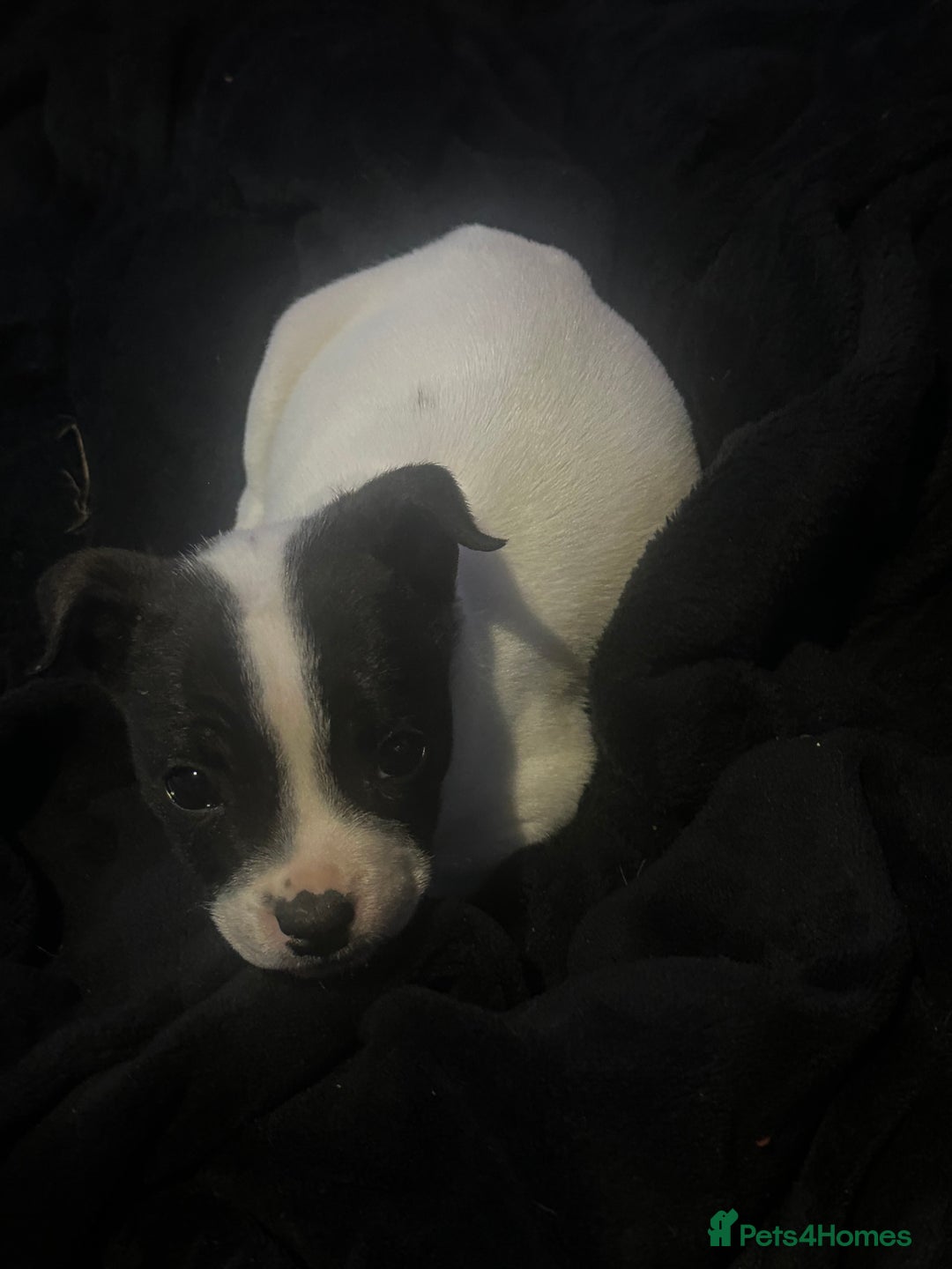 Mixed Breed dogs for sale: 7 week old Frenchie cross staffy male puppy  - Image 2