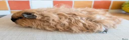 Guinea Pig rodents for sale: Gorgeous Texel sows - Advert 5