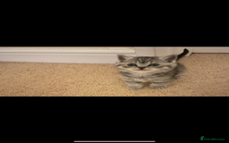 British Shorthair cats for sale: GCCF reg silver British Shorthaired kittens  - Image 13