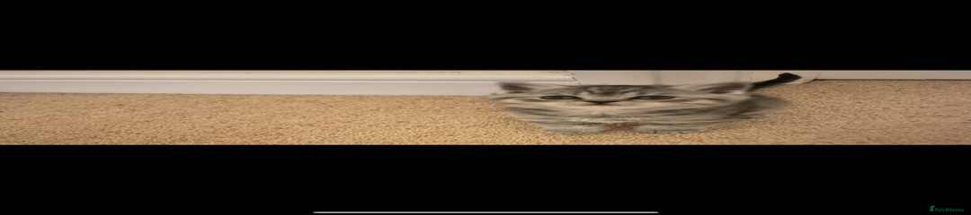 British Shorthair Kitten 4