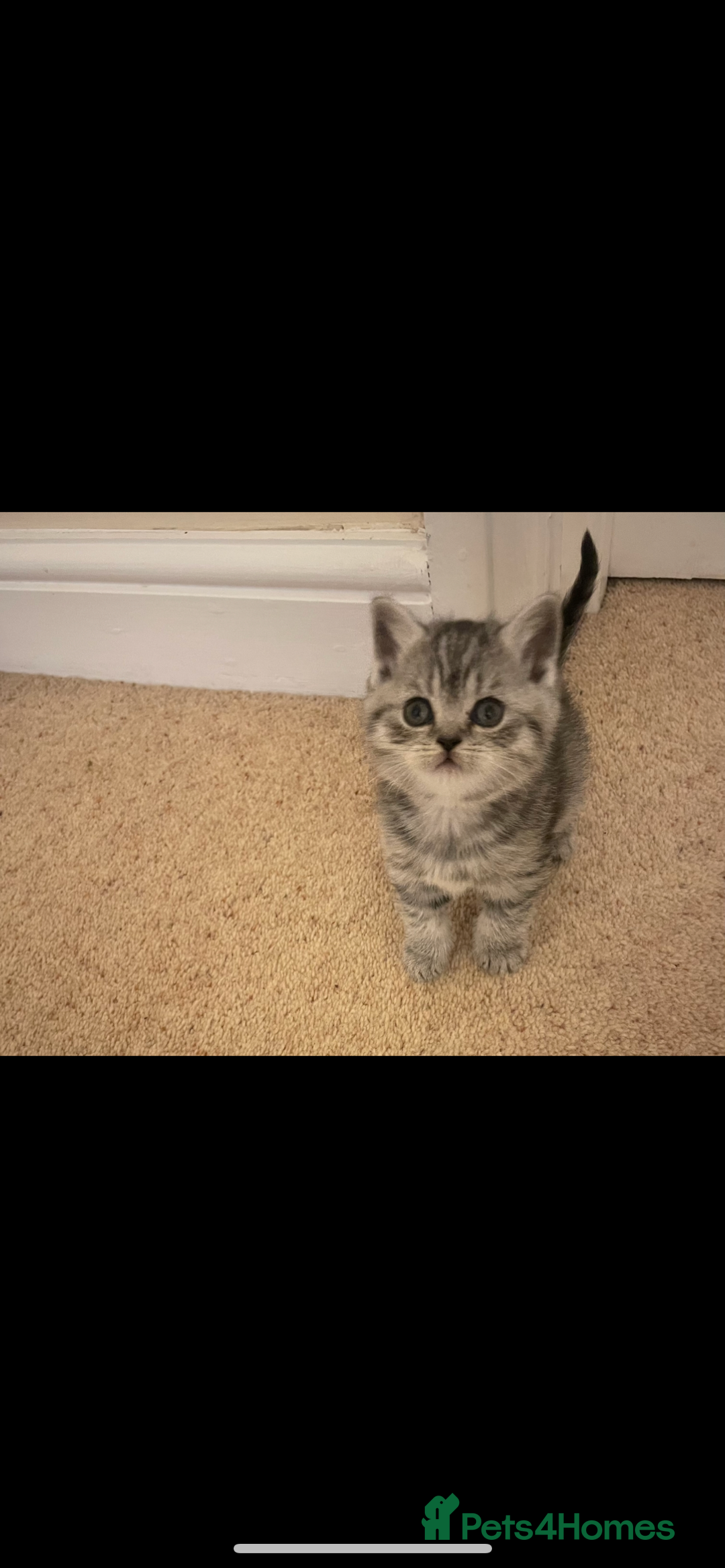 British Shorthair cats for sale: GCCF reg silver British Shorthaired kittens  - Image 13