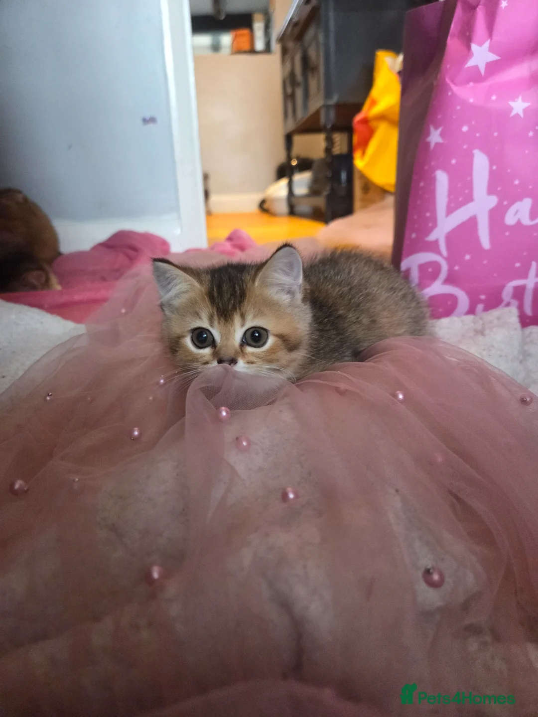 Scottish Fold cats for sale: Scottish Fold Kittens - Advert 2