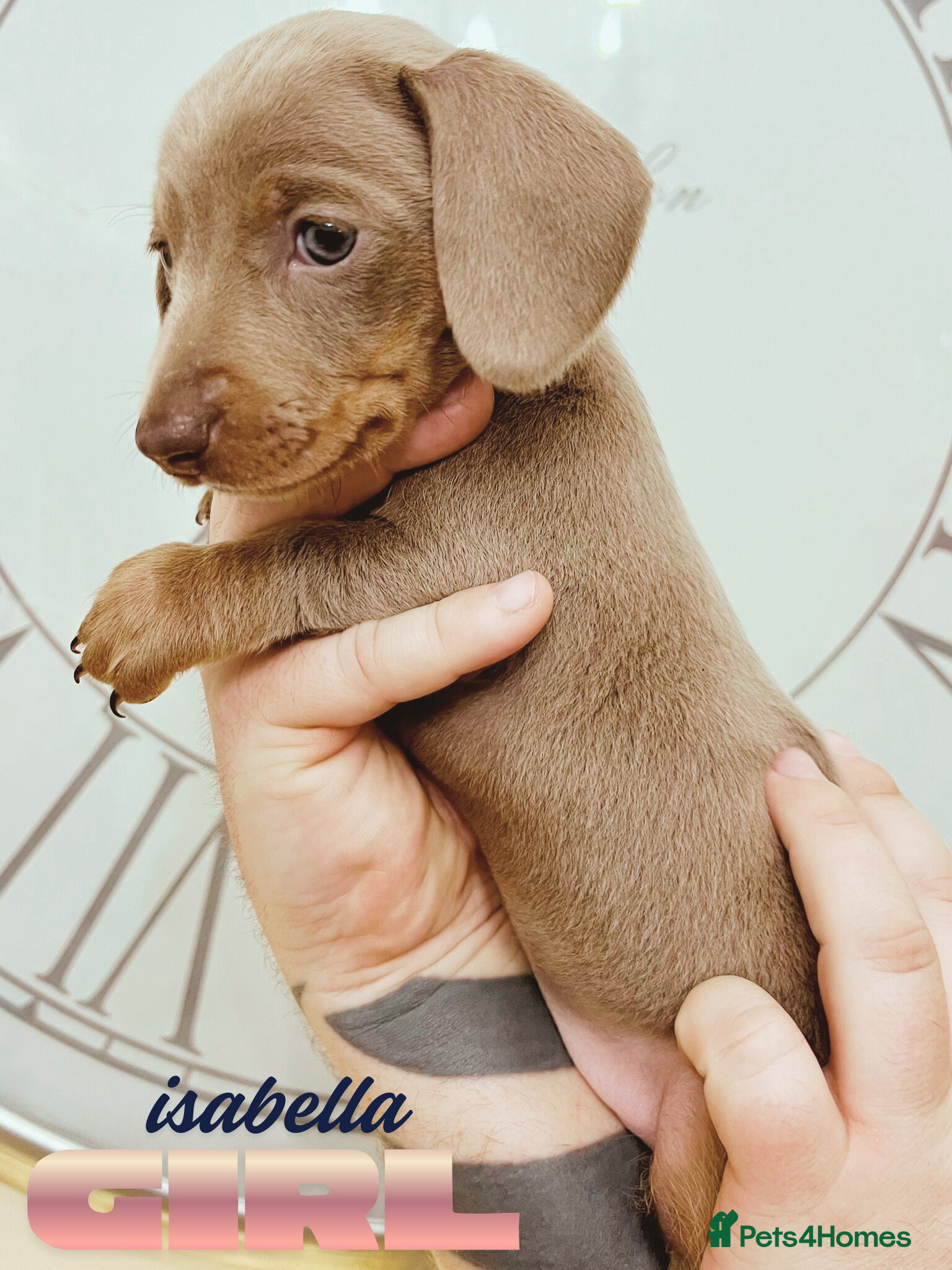 Miniature Dachshund dogs Ready next weekend last KC girl mini dachshund - Advert 17