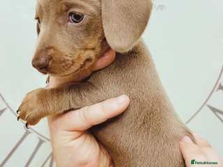 Miniature Dachshund dogs Ready next weekend KC baby girl mini dachshund 🐾 - Advert 10