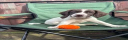 English Springer Spaniel dogs for sale: Stunning English Springer spaniel puppies  in Burntwood - Advert 3