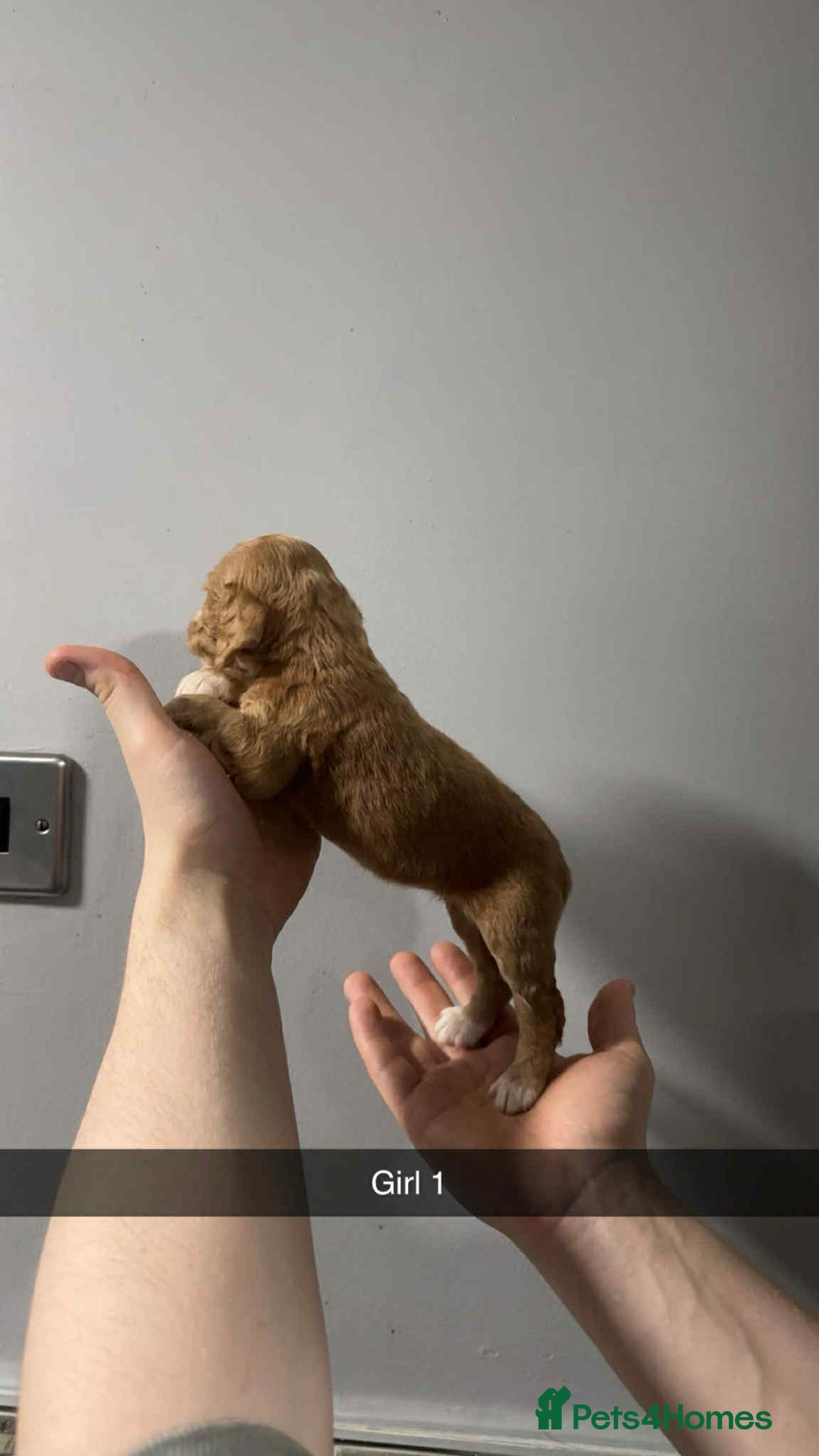 Cocker Spaniel dogs for sale: Cocker spaniel pups  - Image 11
