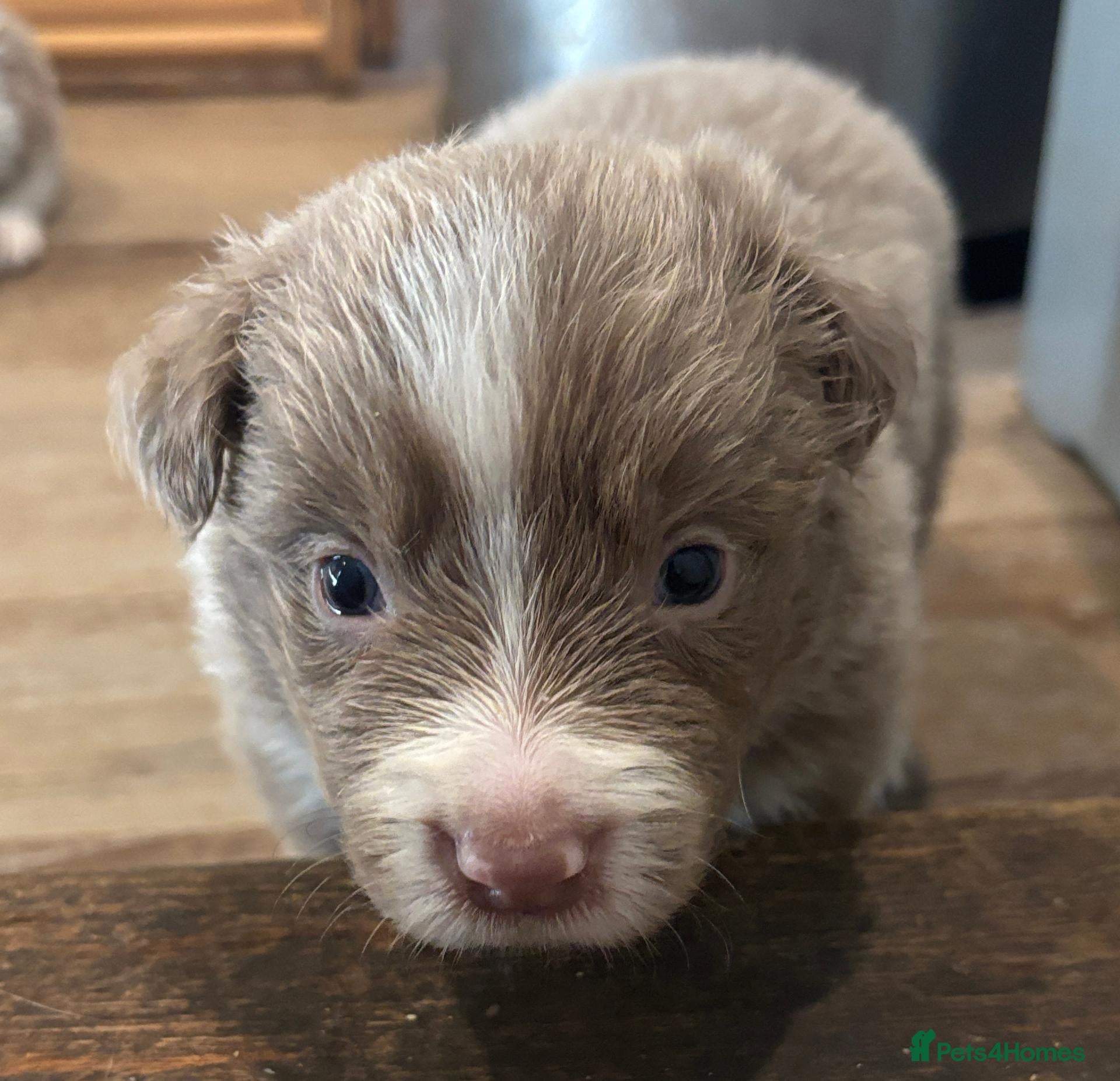 Border Collie dogs KC Registered Show Border Collie Puppies - Advert 2