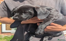 Mixed Breed dogs for sale: Lovely springer spaniel/Staffordshire bull terrier - Image 7