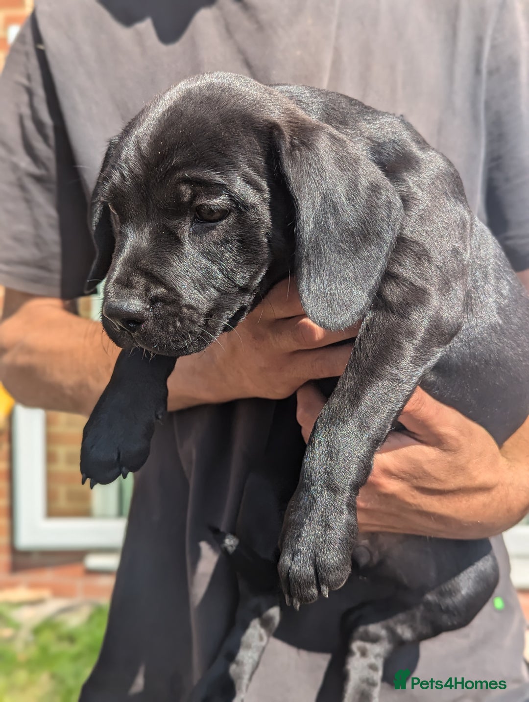 Mixed Breed dogs for sale: Lovely springer spaniel/Staffordshire bull terrier - Image 7