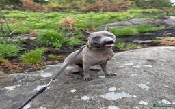 Thai Ridgeback dogs for sale: 12 month old Thai Ridgeback  - Image 5