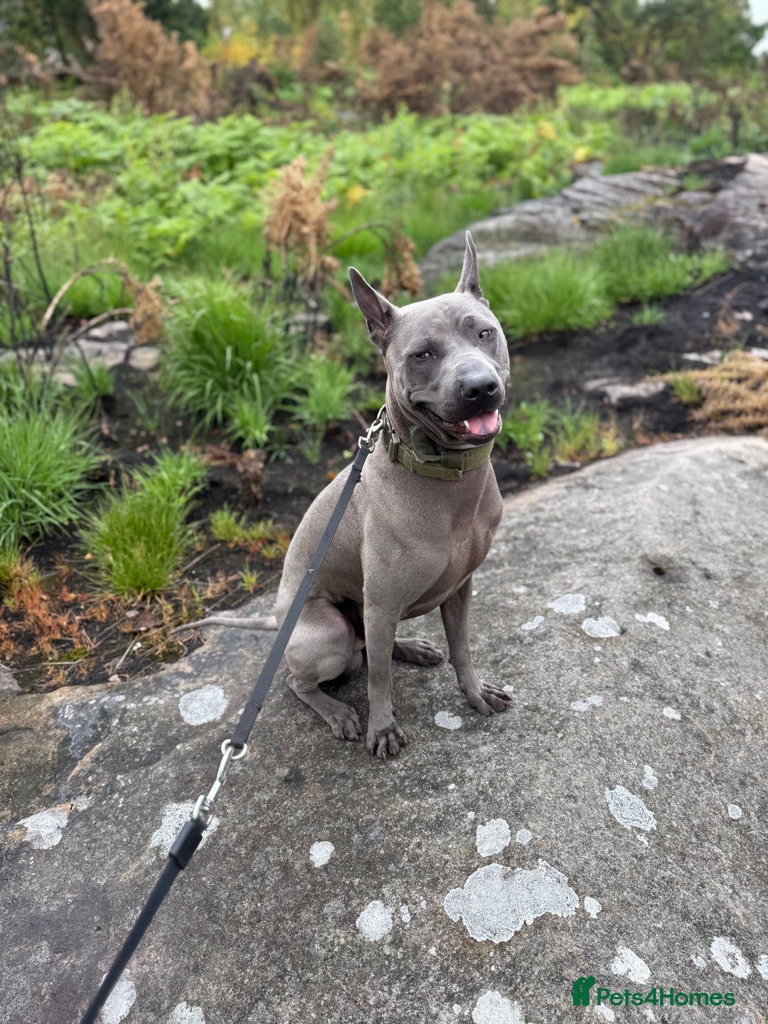 Thai Ridgeback dogs for sale: 12 month old Thai Ridgeback  - Image 5