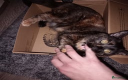 British Shorthair cats for sale: Cat for sale - Image 4