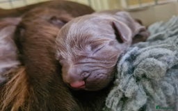 Sprocker dogs for sale: Sprockers  - Image 16